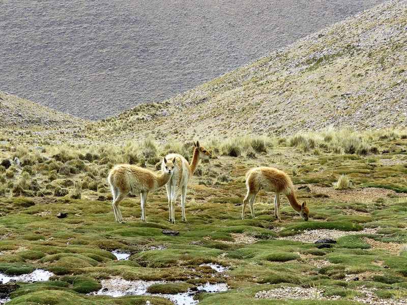 Vicuna. Photo © Gina Nichol.
