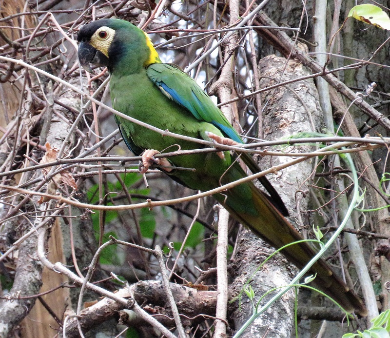 Golden-collared Macaw. Photo © Gina Nichol.