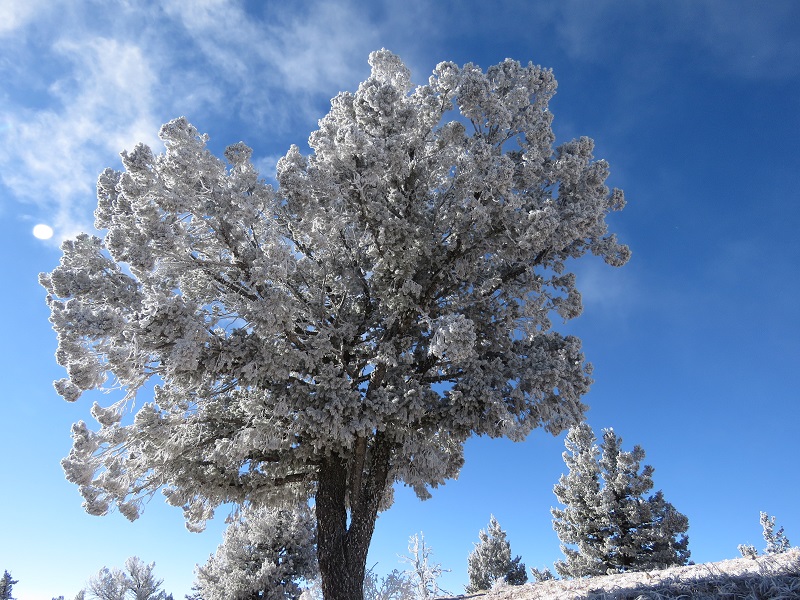Hoar frost on Sandia Peak. Photo © Gina Nichol.