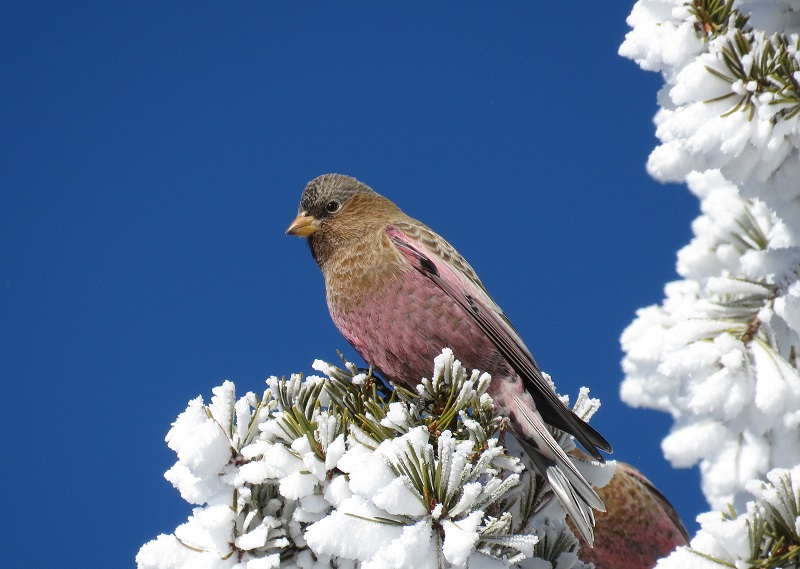 Brown-capped Rosy Finch. Photo © Gina Nichol.