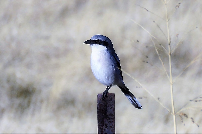 Loggerhead Shrike. Photo © Gina Nichol.