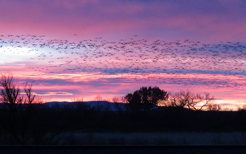 Sunrise, Bosque del Apache. Photo © Gina Nichol.