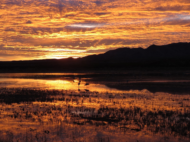 Sunset, Bosque del Apache. Photo © Gina Nichol.