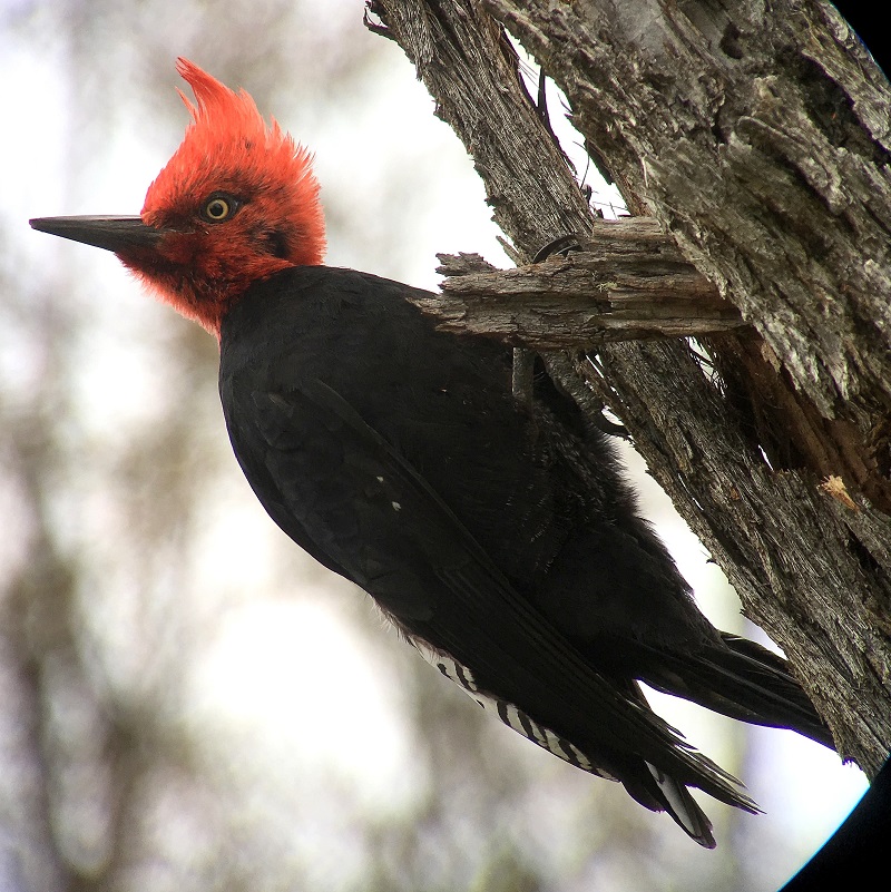 Magellanic Woodpecker, male