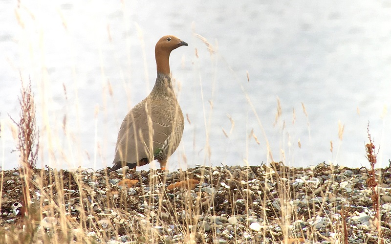 Ruddy-headed Goose