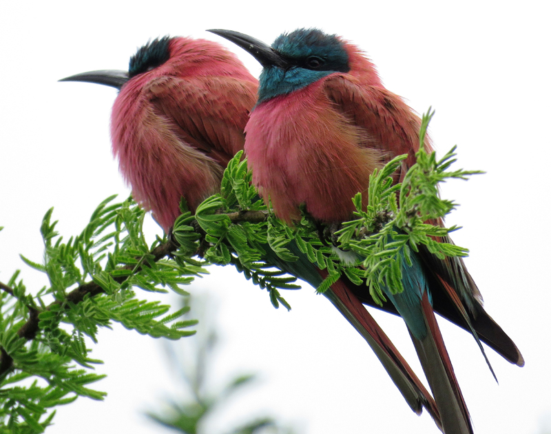 Northern Carmine Bee-eaters. Photo © Gina Nichol.