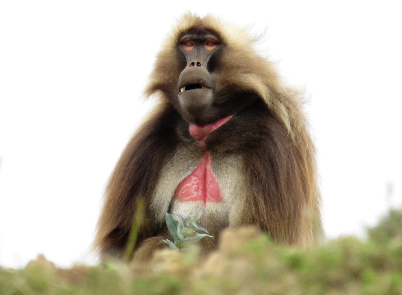 Gelada. Photo © Gina Nichol.