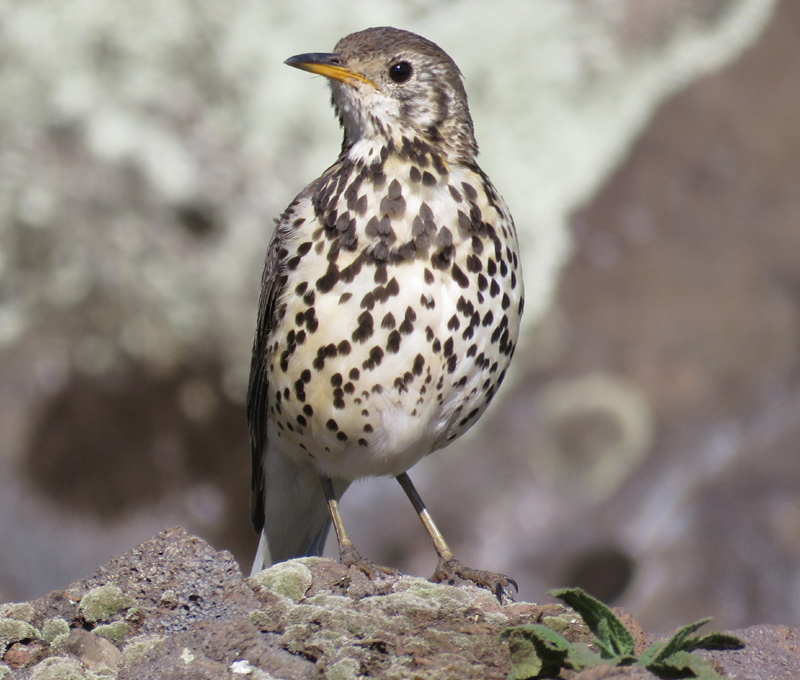 Groundscraper Thrush. Photo © Gina Nichol.