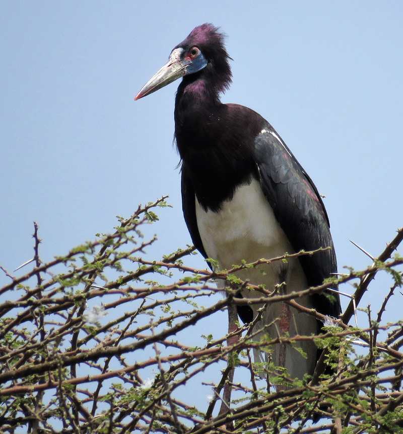 Abdim's Stork. Photo © Gina Nichol.