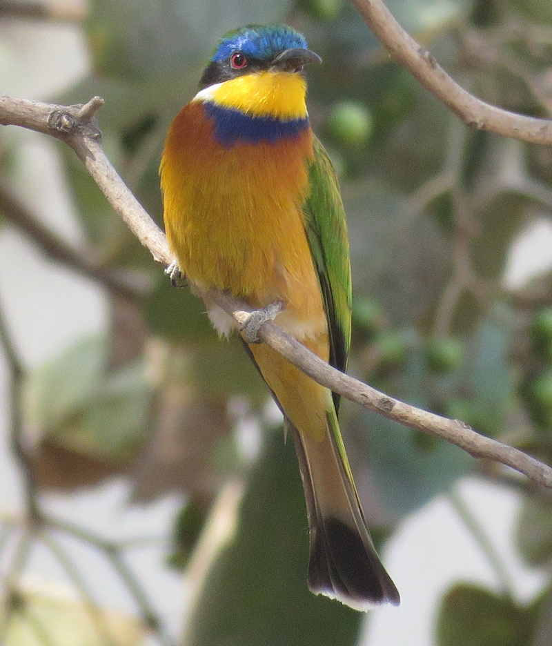 Blue-breasted Bee-eater . Photo © Gina Nichol.