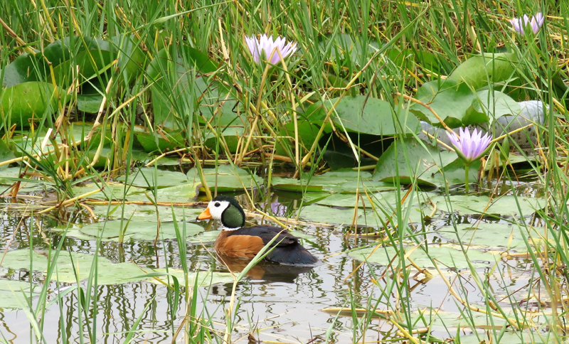 Cotton Pygmy Goose. Photo © Gina Nichol.