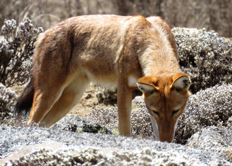 Ehtiopian Wolf. Photo © Gina Nichol.