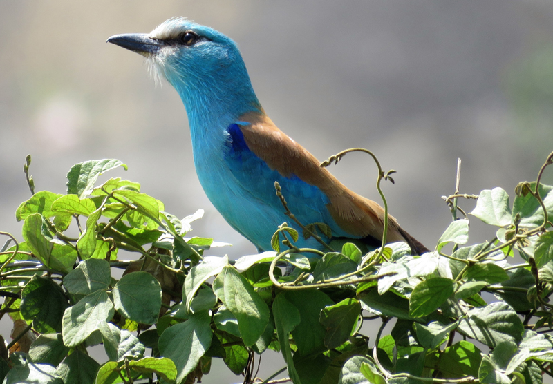 European Roller. Photo © Gina Nichol.