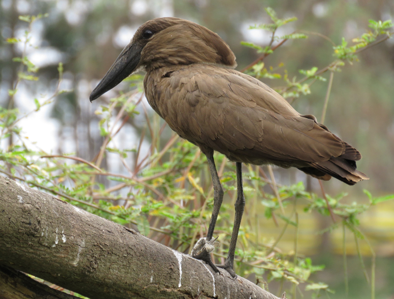 Hamerkop. Photo © Gina Nichol.