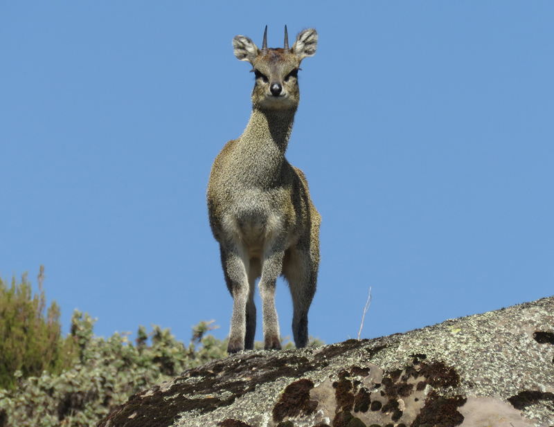Klipspringer. Photo © Gina Nichol.