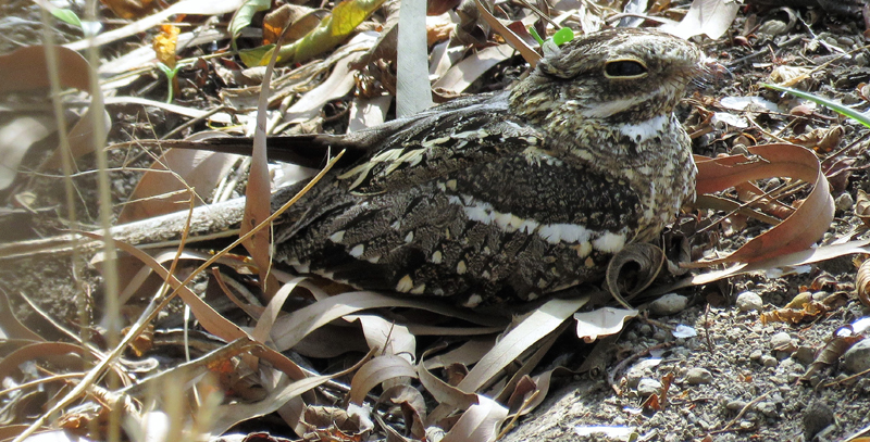 Slender-tailed Nightjar. Photo © Gina Nichol.
