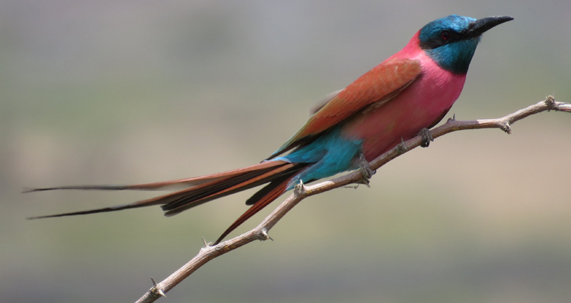 Northern Carmine Bee-eater . Photo © Gina Nichol.