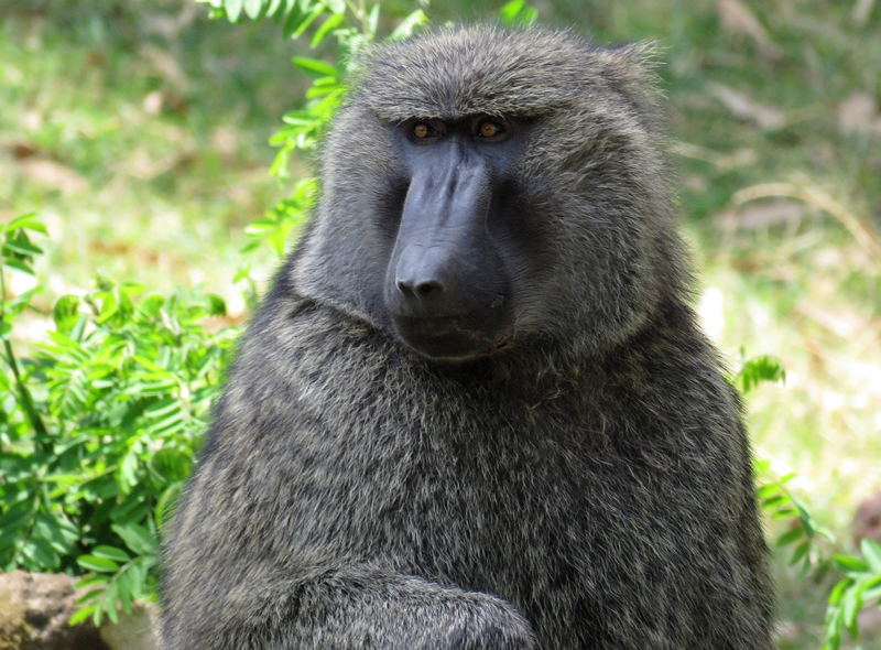 Olive Baboon. Photo © Gina Nichol.