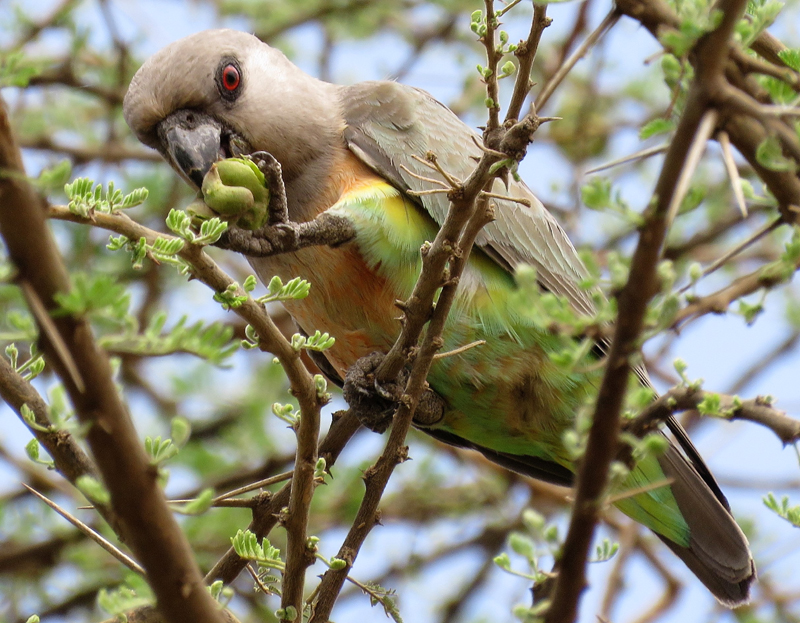 Orange-breasted Parrot. Photo © Gina Nichol.