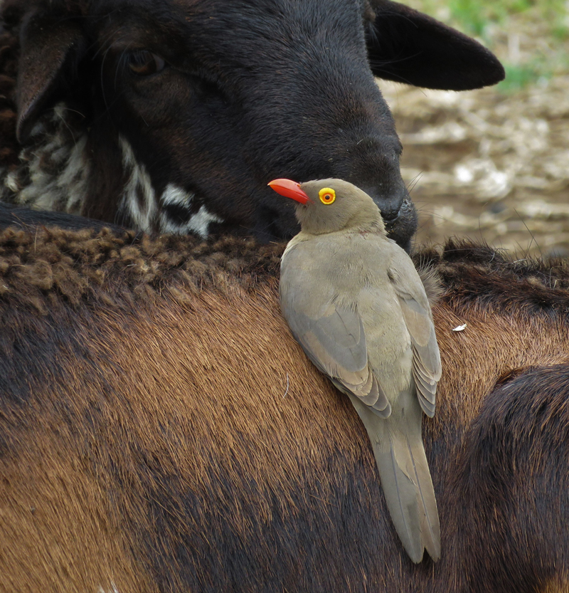 Red-billed Oxpecker. Photo © Gina Nichol.