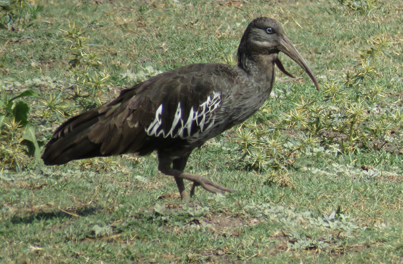 Wattled Ibis. Photo © Gina Nichol.