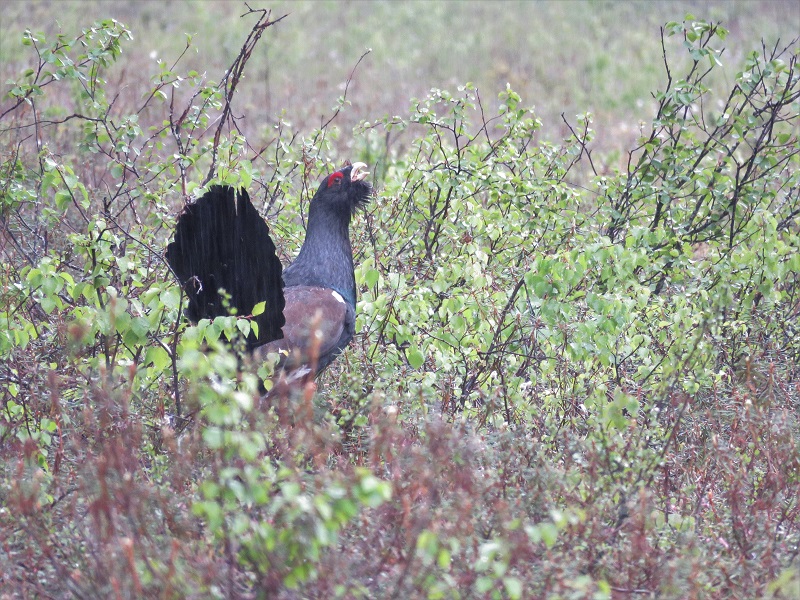 Capercaillie. Photo © Gina Nichol.