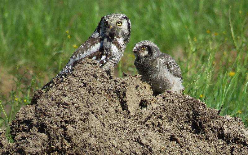 Hawk Owl with chick. Photo © Gina Nichol.