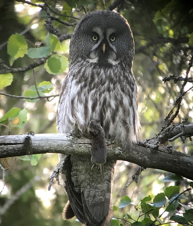 Great Gray Owl. Photo © Gina Nichol.