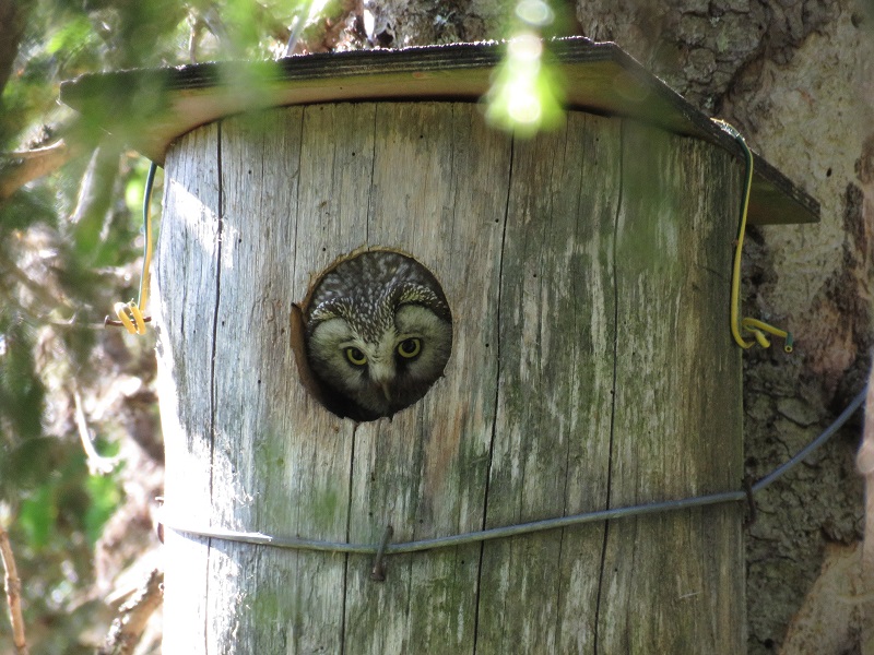 Boreal Owl. Photo © Gina Nichol.