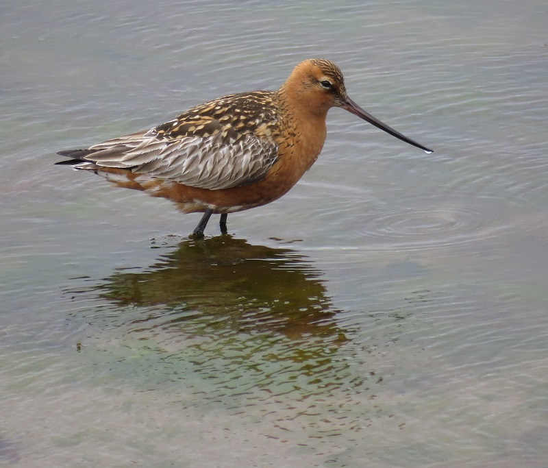 Bar-tailed Godwit. Photo © Gina Nichol.