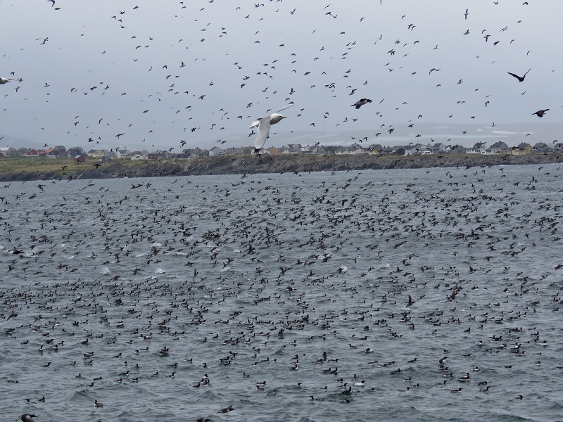Seabirds, mostly Common Murres, off Hornoya. Photo © Gina Nichol.