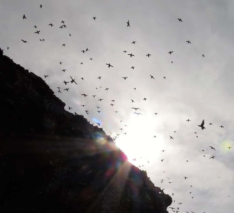Seabirds coming off the cliffs of Hornoya. Photo © Gina Nichol.