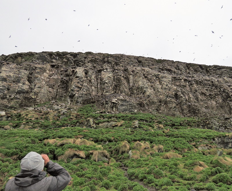Bird Cliffs of Hornoya. Photo © Gina Nichol.