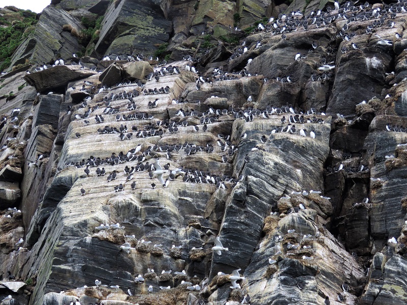 Murres & Kittiwakes on Hornoya bird cliffs. Photo © Gina Nichol.