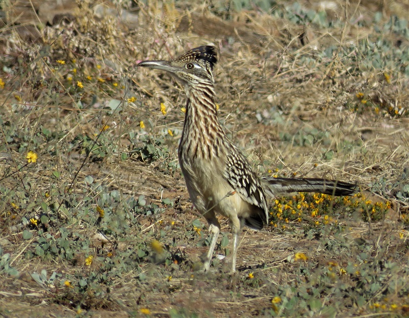 Greater Roadrunner. Photo © Gina Nichol.