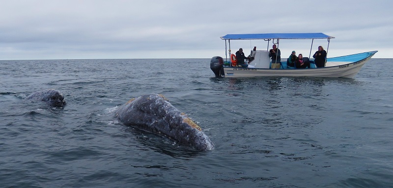 Gray Whales. Photo © Gina Nichol