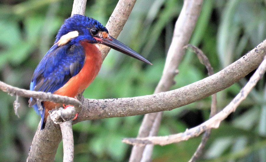 Blue-eared Kingfisher. Photo © Gina Nichol.
