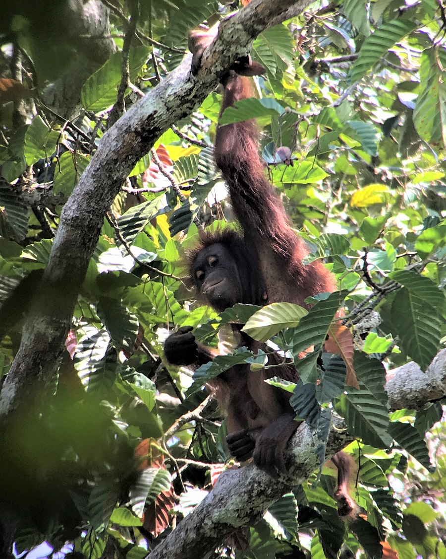 Orangutan (wild, in forest at Sepilok)! Photo © Gina Nichol
