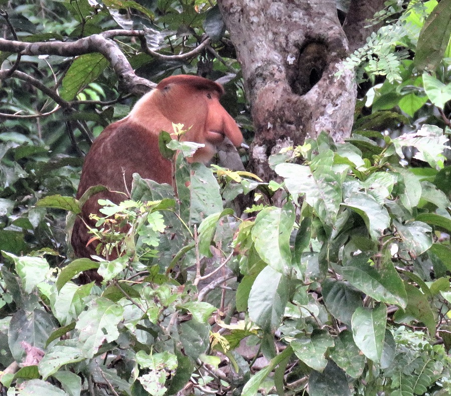 Proboscis Monkey. Photo © Gina Nichol