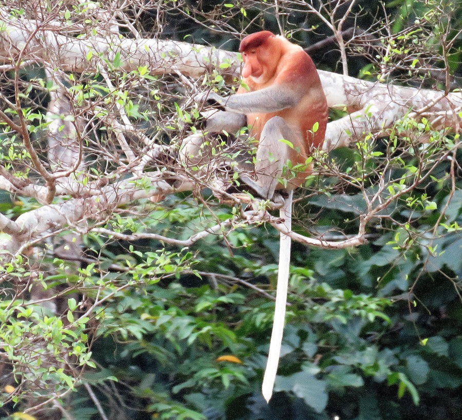 Proboscis Monkey. Photo © Gina Nichol