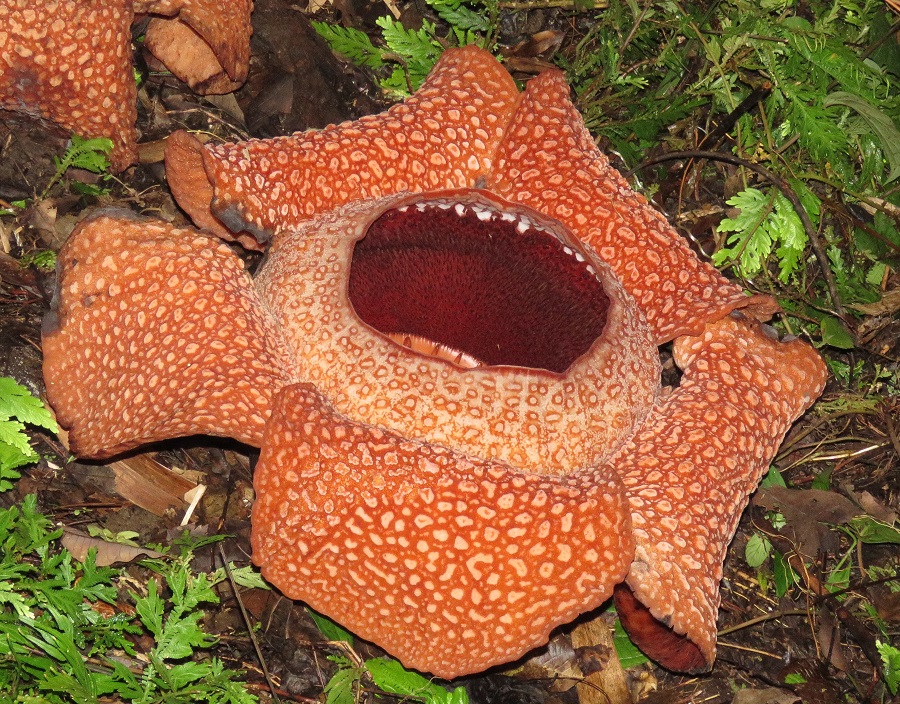 The parasitic Rafflesia keithii, one of the worlds largest flowers. Photo © Gina Nichol