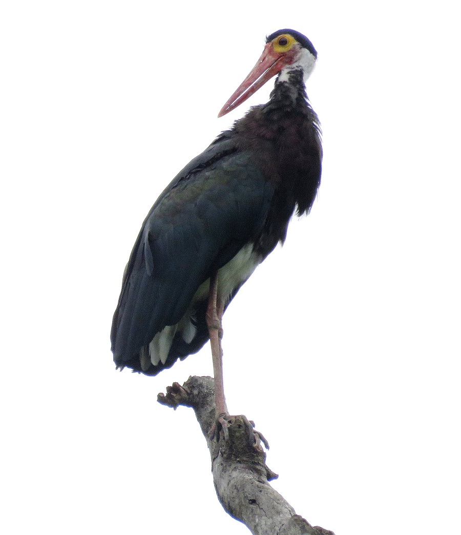 Storm Stork. Photo by Gina Nichol.