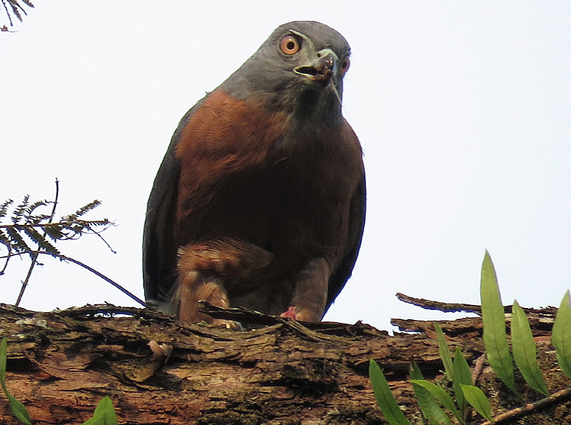 Double-toothed Kite. Photo © Gina Nichol.
