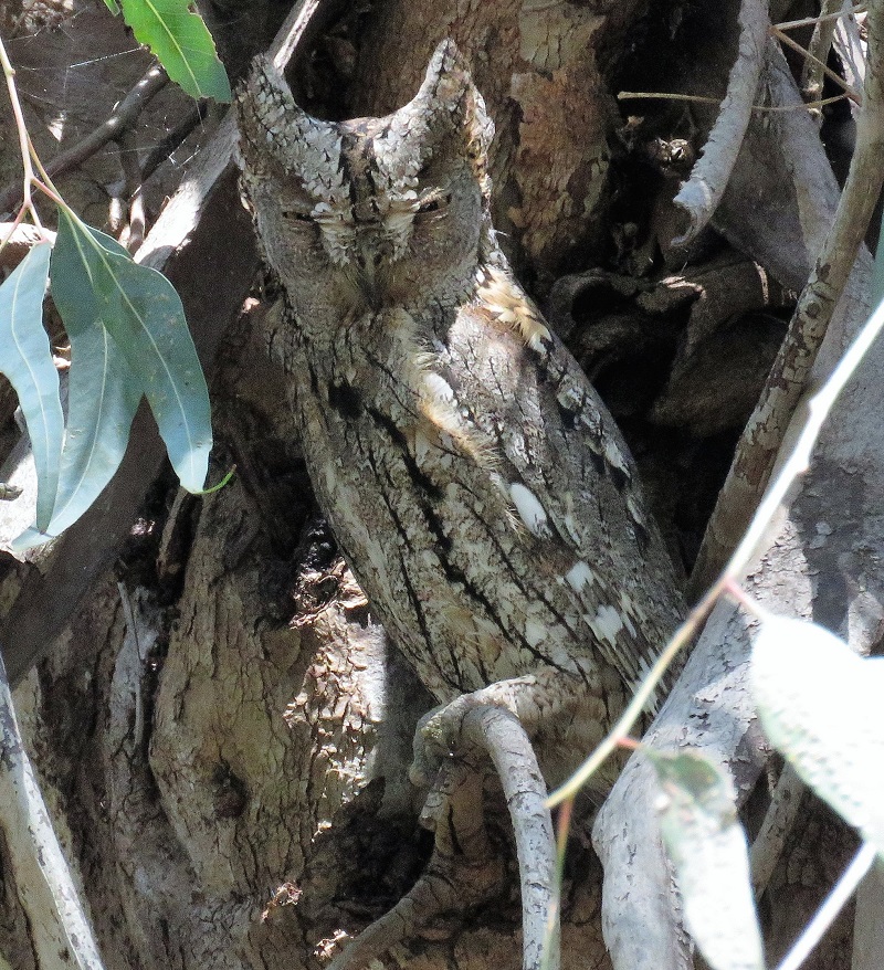 Scops Owl. Photo © Gina Nichol.
