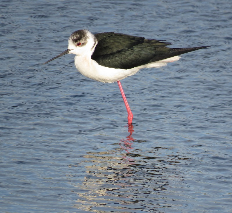 Black-winged Stilt. Photo © Gina Nichol.