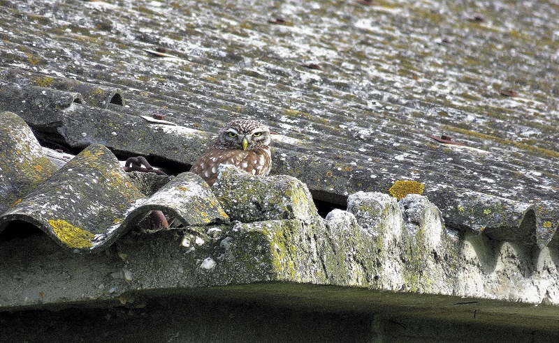 Little Owl. Photo © Gina Nichol.