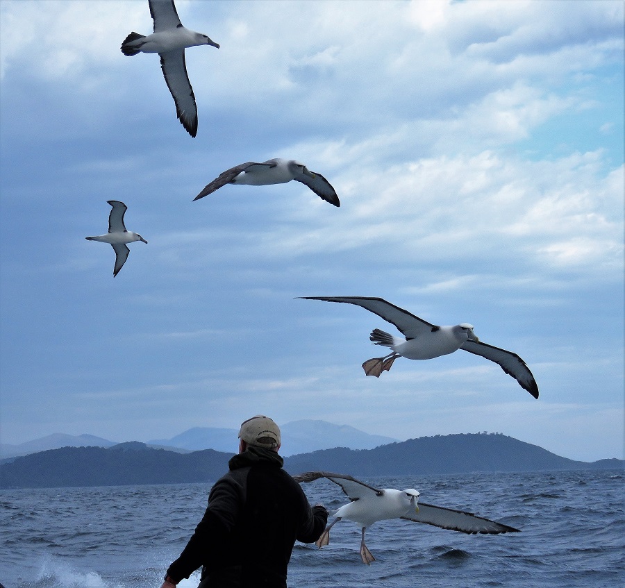 Stewart Island pelagic. Photo by Gina Nichol.