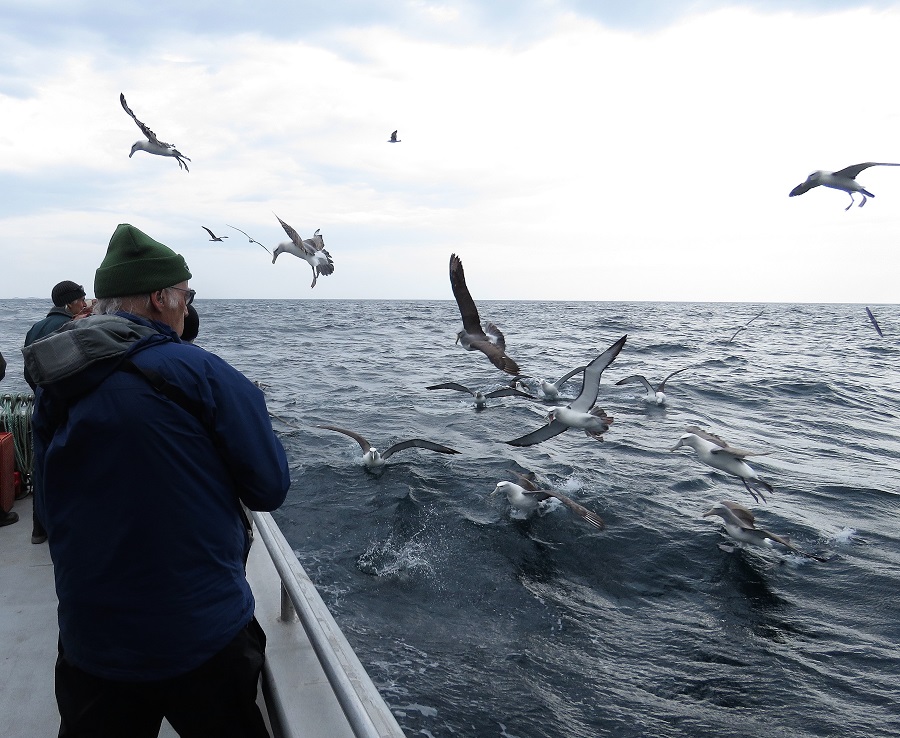 Stewart Island pelagic. Photo by Gina Nichol.