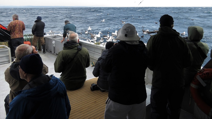 Stewart Island pelagic. Photo by Gina Nichol.