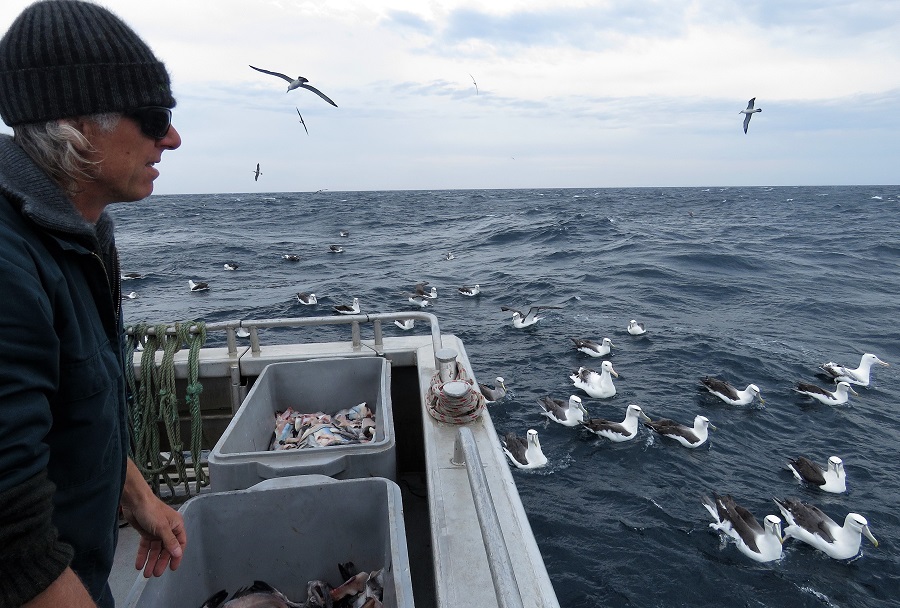 Stewart Island pelagic. Photo by Gina Nichol.